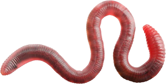 Earthworm