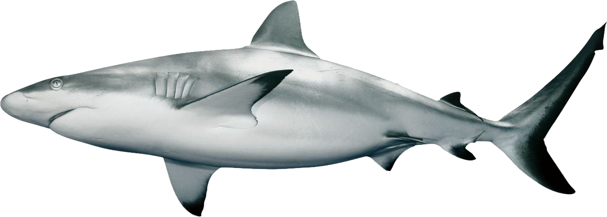 Blacktip Reef Shark | VS Battles Wiki | Fandom