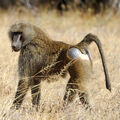 Olive Baboon