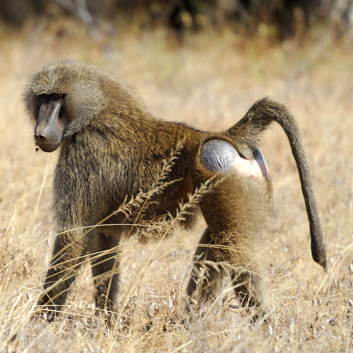 olive baboon teeth