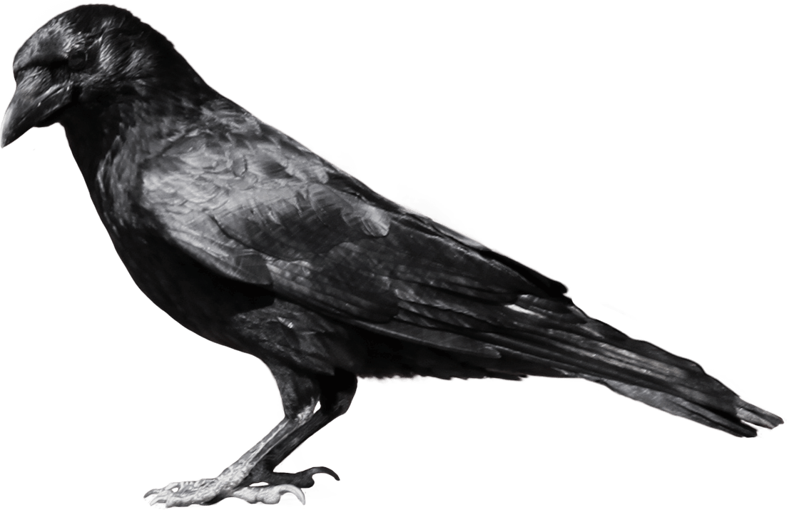 ✡ Crow ✡, Wiki