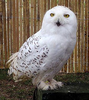 Snowy Owl | VS Battles Wiki | Fandom