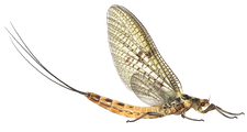 Mayfly