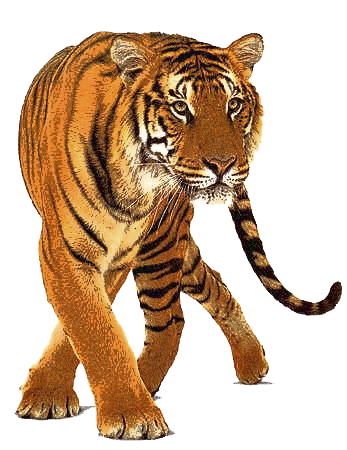 Tiger - Wikipedia