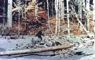 Scp 1000 the Bigfoot SCP Foundation Amino