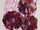 Kashiwagi Yuki Nari no GO TO THE BEDS-TRUE SONG-