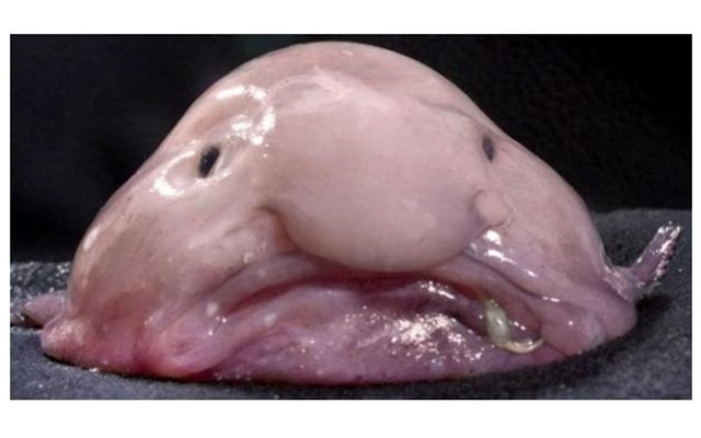 Blobfish, Blob Wiki