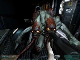 D3 Maggot