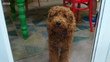 Cbeebies waffle the wonder dog toys shop
