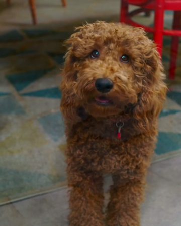 Waffle Waffle The Wonder Dog Wiki Fandom