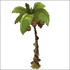 Kokonut Tree