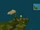 Cap'n LeChouque's Map