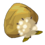 Cotton Seed