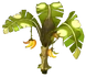 Citronana Tree