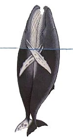 Fortpflanzung Wal Delfin Und Hai Wiki Fandom