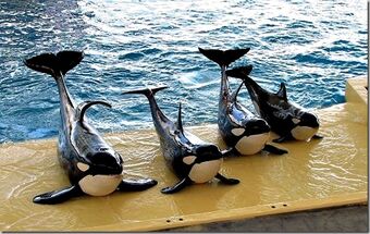 Orcas Und Delfine In Gefangenschaft Wal Delfin Und Hai Wiki Fandom