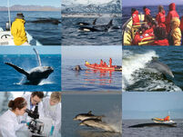 Wal- und Meeresforschung