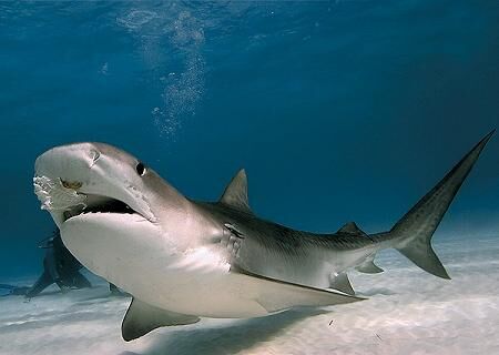 Der Hai Wal Delfin Und Hai Wiki Fandom