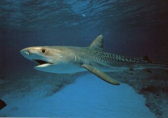 Der Hai Wal Delfin Und Hai Wiki Fandom