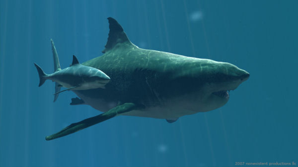 Der Hai Wal Delfin Und Hai Wiki Fandom