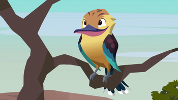 Kookaburra
