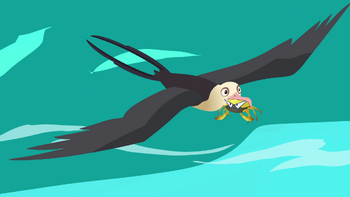 Magnificent Frigatebird
