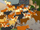 Cows