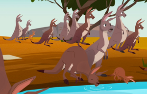 Kangaroos