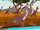Kangaroos