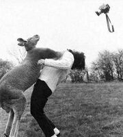 Kangaroo-punch-woman.jpg