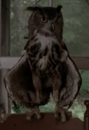 Owl 2x01