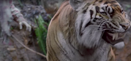 Shiva-walking-dead-tiger-season-8