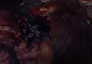 Survivor360.png (552 KB) An unnamed survivor