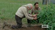 Hershel's prosthesis