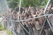 TWD 4x02 Prison Walkers