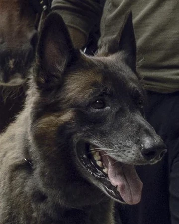 walking dead dog toys