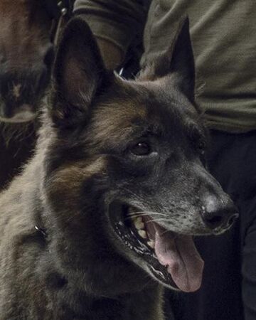Dog Tv Series Walking Dead Wiki Fandom