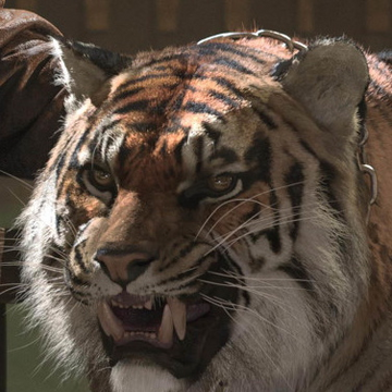 Shiva Tv Series Walking Dead Wiki Fandom Laddo singh who wanted to. shiva tv series walking dead wiki