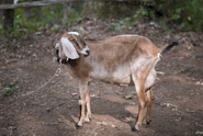 AMC 604 Tabitha the Goat