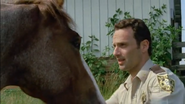 Horse and rick2