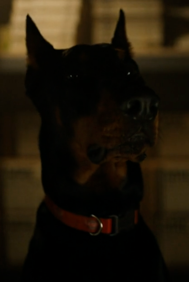 Dead dog walking shop full episode