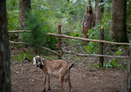 The-walking-dead-episode-604-Tabitha-935