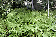 Fern, Wiki