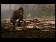 WWB1x4 AustralopithecusWalkingOnAll4s