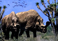 Male Embolotherium have larger crests than the females.