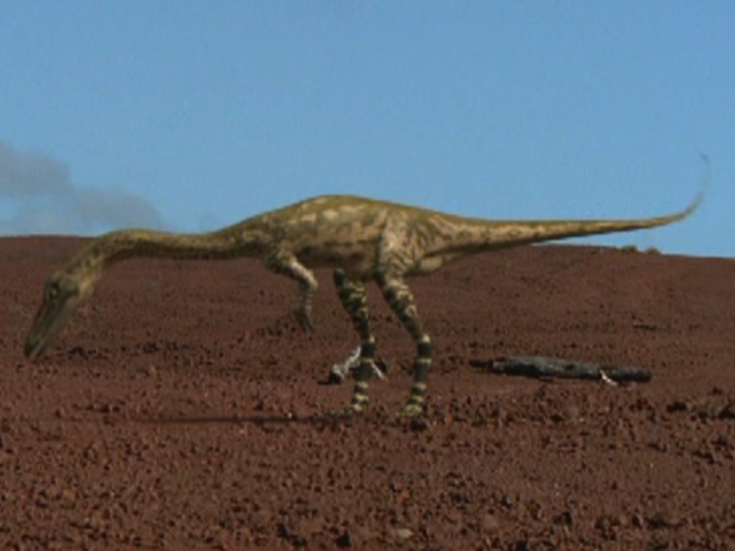walking with dinosaurs coelophysis