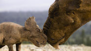 Infant & adult Pachyrhinosaurus from Walking with Dinosaurs.