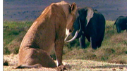 Lion WWD