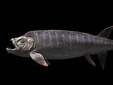 Xiphactinus