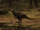 Kem Kem Ornithopod